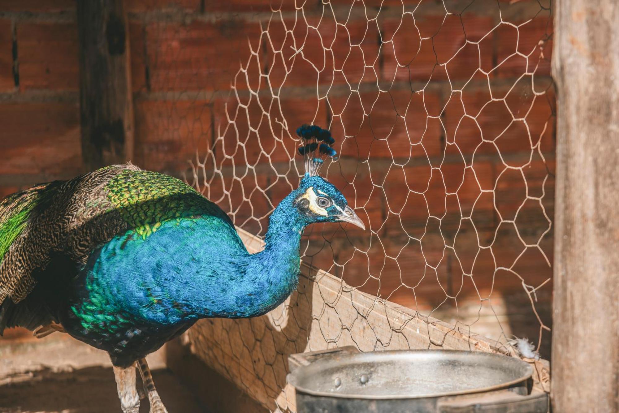 Hotel Fazenda Reviver Araçoiaba da Serra Eksteriør bilde
